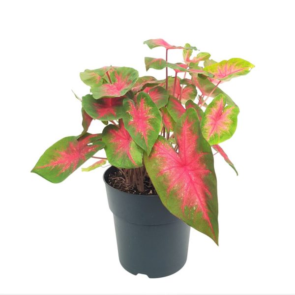 Caladium D24