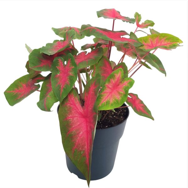Caladium D24
