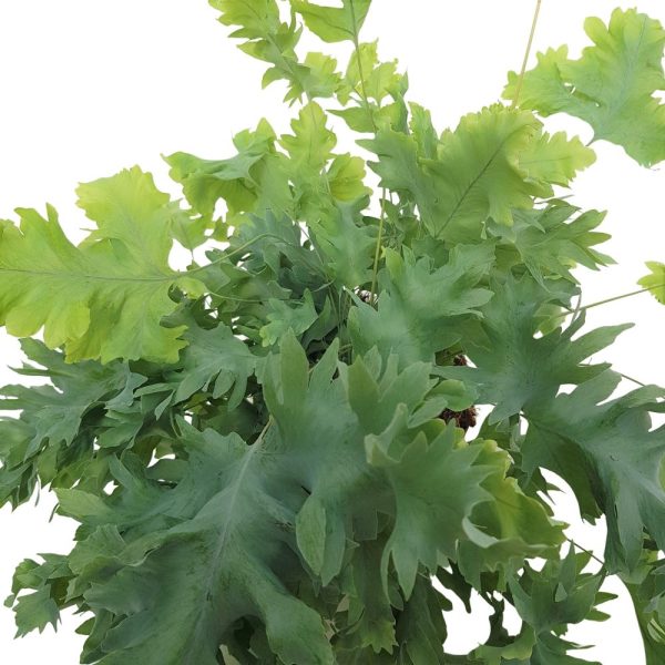 Phlebodium Aureum Davana