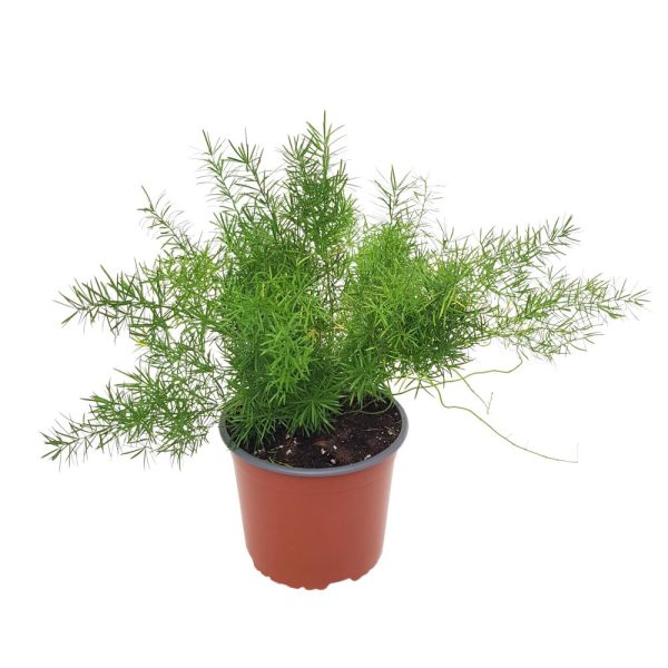 Asparagus Sprengeri D15