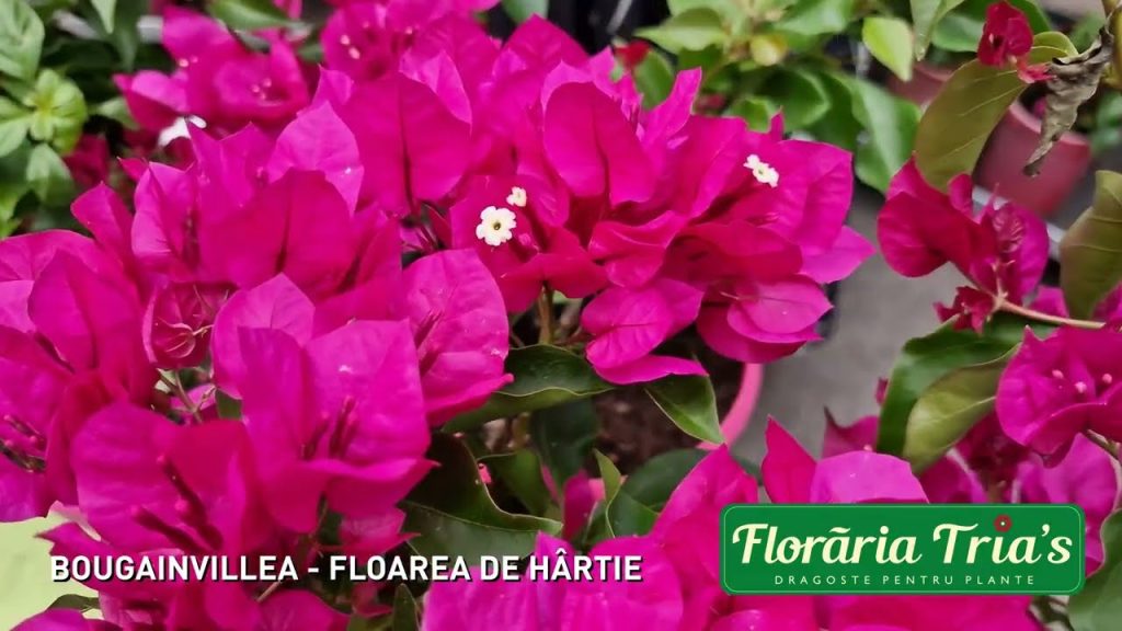 BOUGAINVILLEA – FLOAREA DE HARTIE