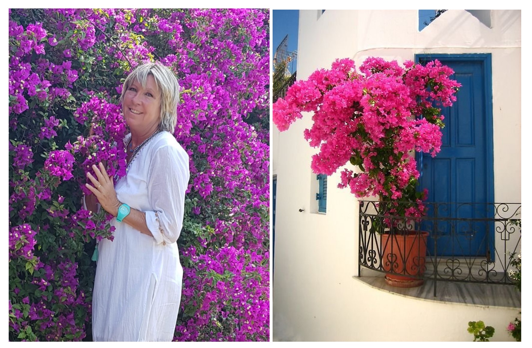 BOUGAINVILLEA – FLOAREA DE HARTIE 01