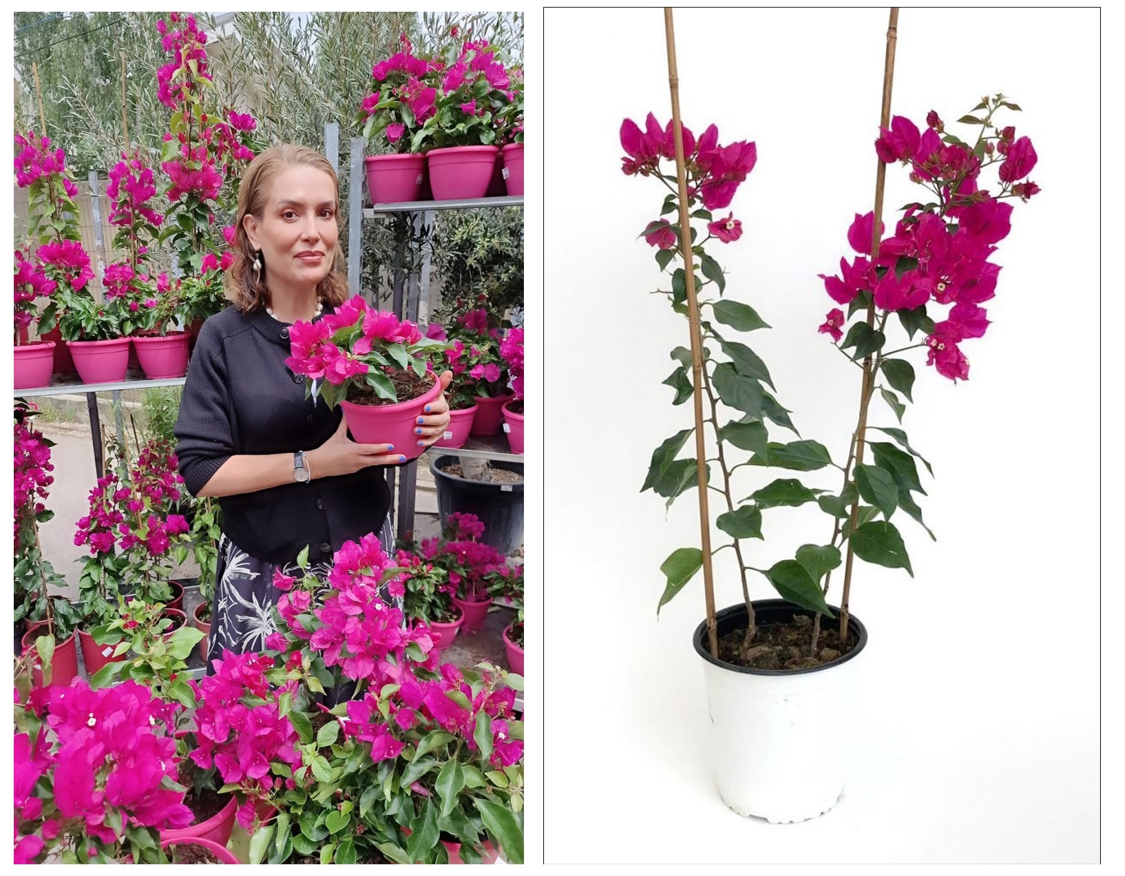 BOUGAINVILLEA – FLOAREA DE HARTIE 1