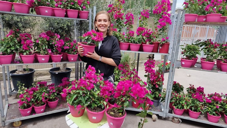 BOUGAINVILLEA – FLOAREA DE HARTIE 3