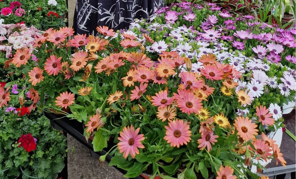 osteospermum - margareta africana 2