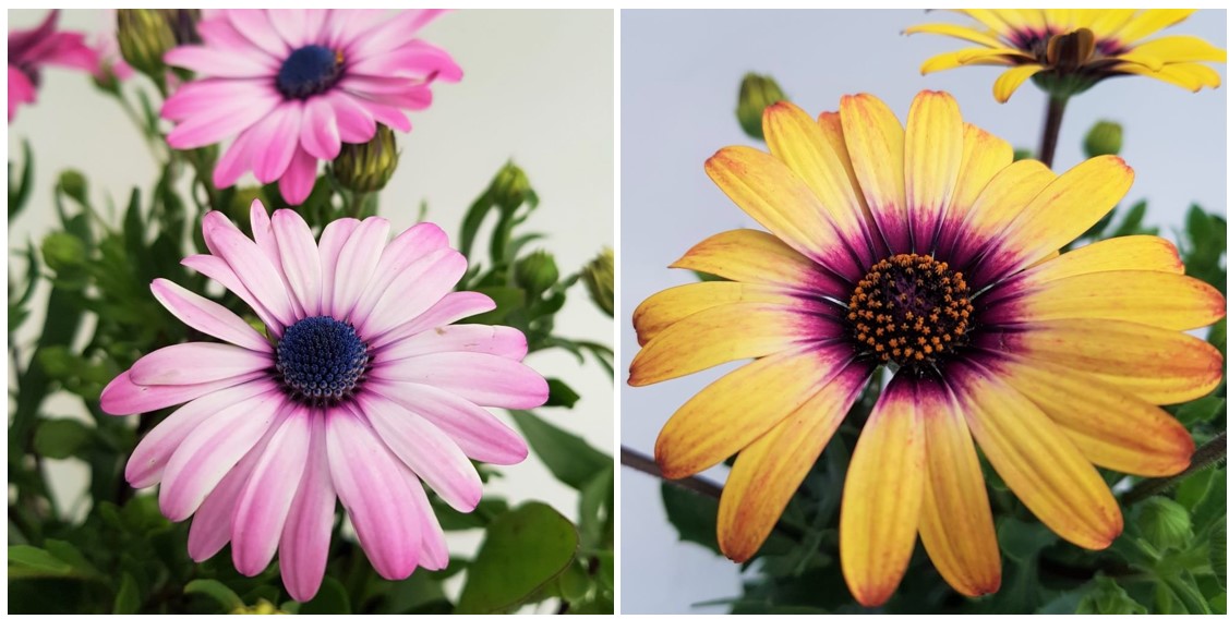 osteospermum - margareta africana 4