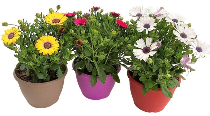 osteospermum - margareta africana 5