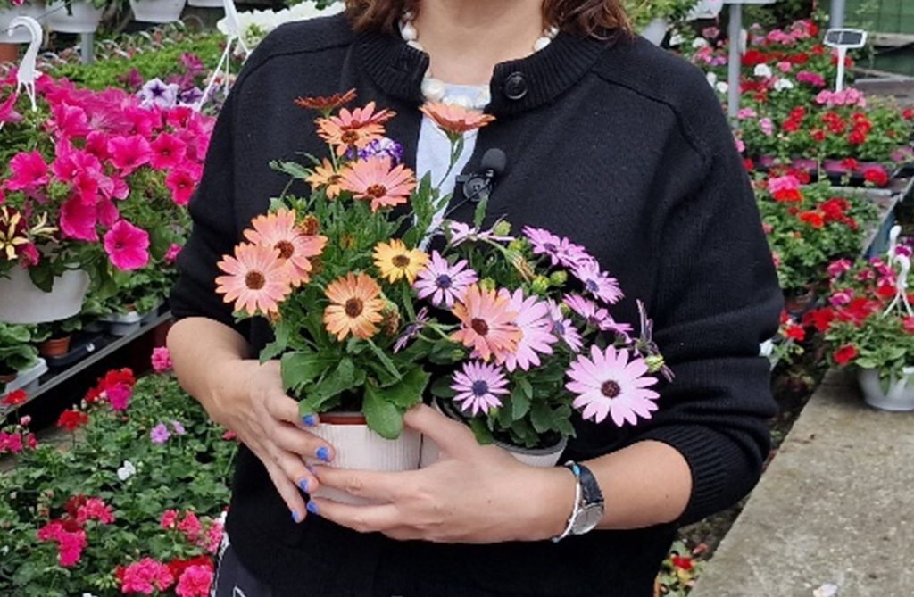 osteospermum - margareta africana 6