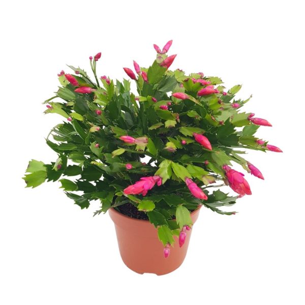 Craciunica - Schlumbergera D17