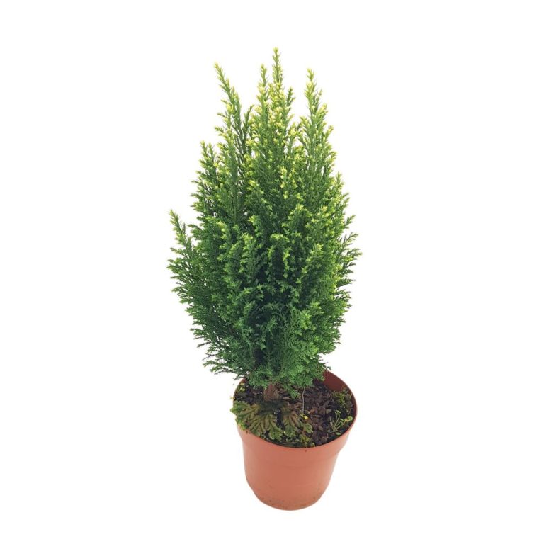 Chamaecyparis snow white, conifer decorativ cu formă conică