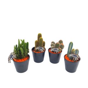 Cactus -Ghiveci Ceramic