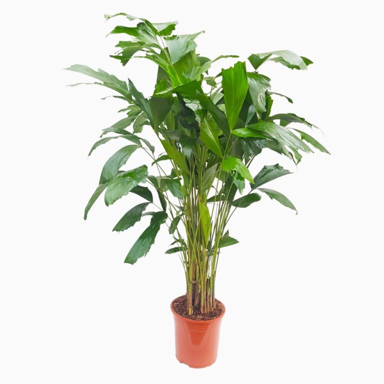 Caryota Palmierul coada de peste