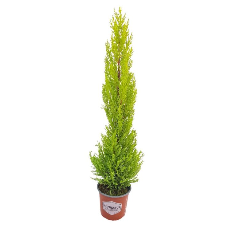 Cupressus Goldcrest Wilma D14, chiparos decorativ conic