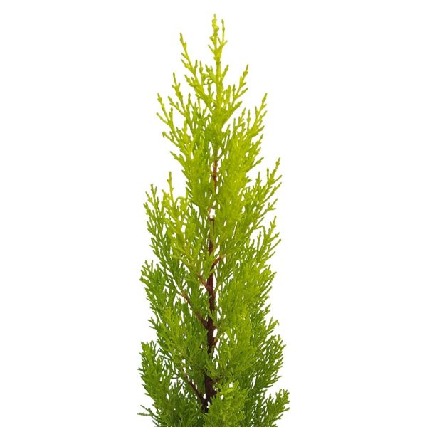 Cupressus Goldcrest Wilma D 14