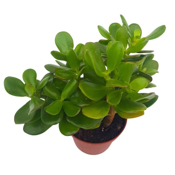 Crassula Ovata - Copacul cu bani Grecia D10