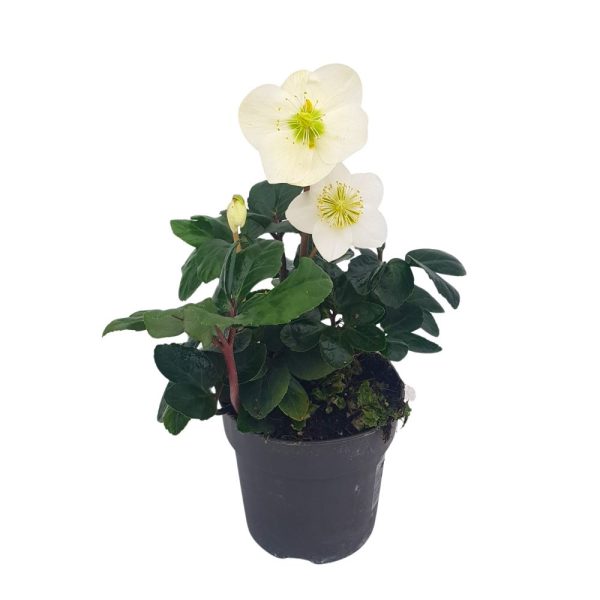 Helleborus - Spanz de primvara D 12