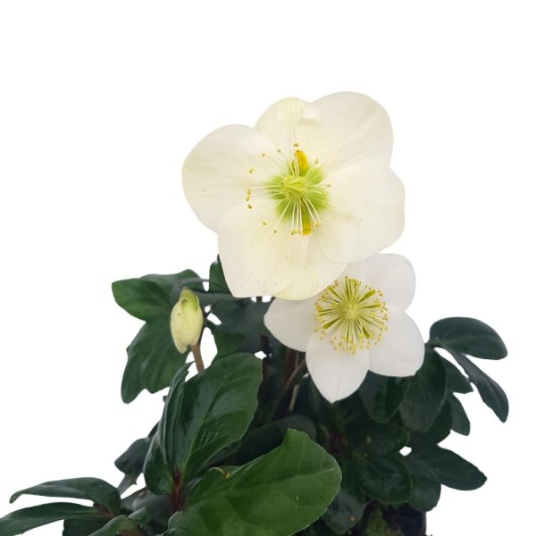 Helleborus - Spanz de primvara D 12