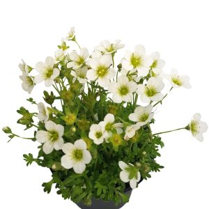 Saxifraga D 10