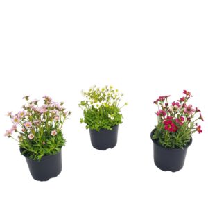 Saxifraga D 10