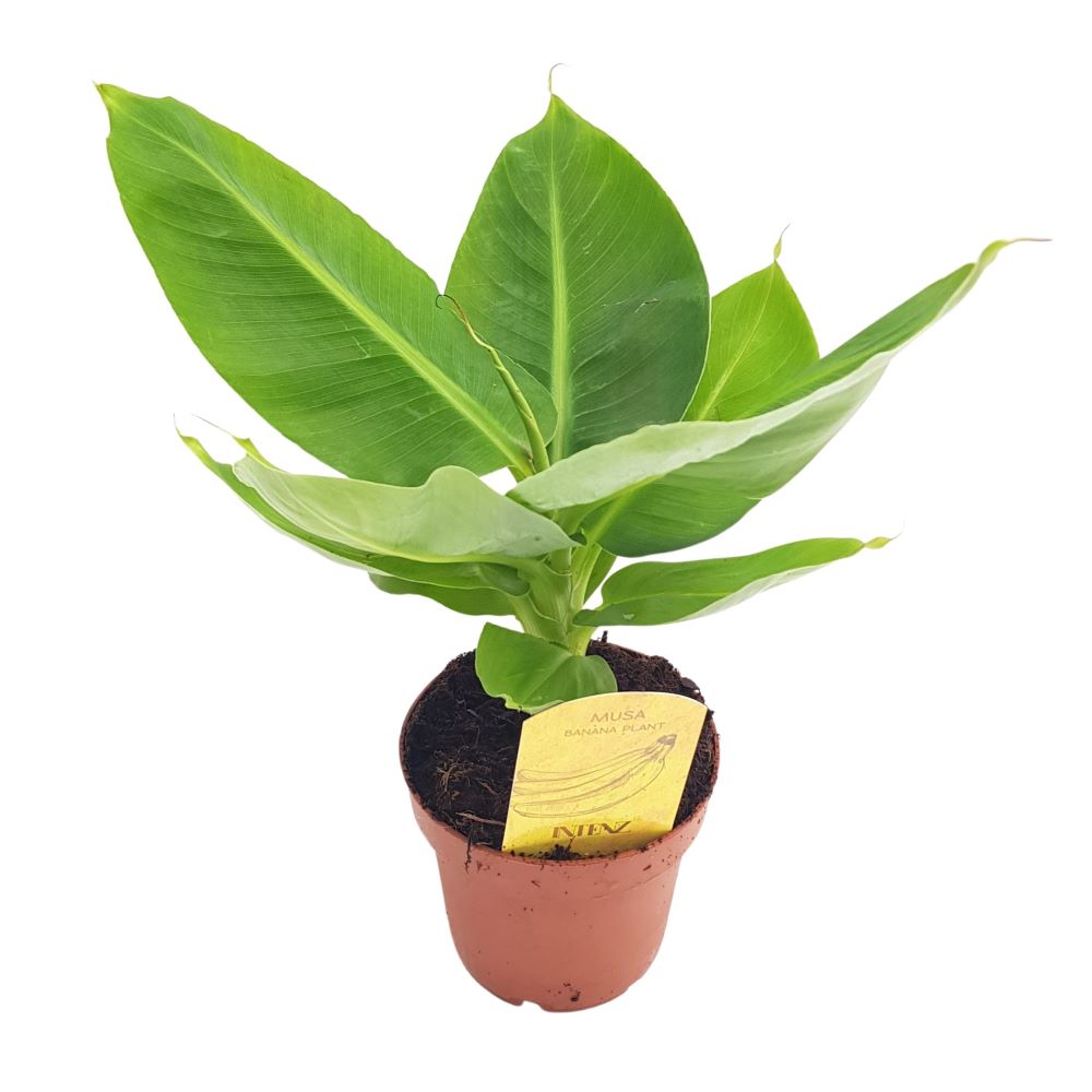 Banan - Musa Tropicana D 12 Banan - Musa Tropicana D 12