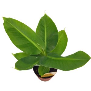 Banan - Musa Tropicana D 12