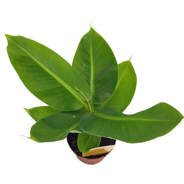 Banan - Musa Tropicana D 12