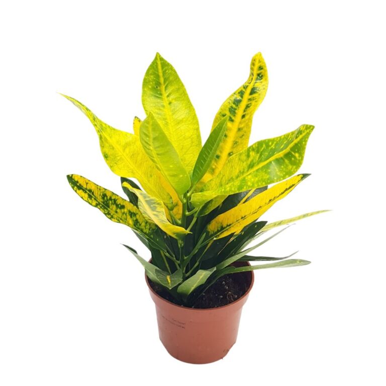Codiaeum Sunny Star