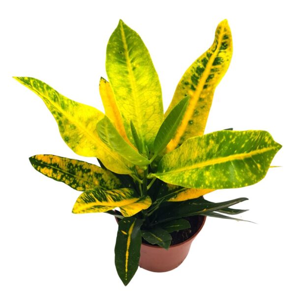 Codiaeum Sunny Star