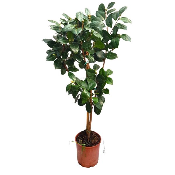 Camelia japonica pe picior Grecia