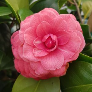 Camelia japonica pe picior Grecia