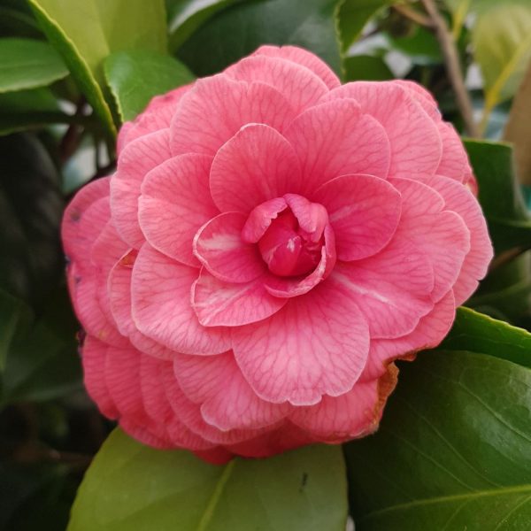 Camelia japonica pe picior Grecia