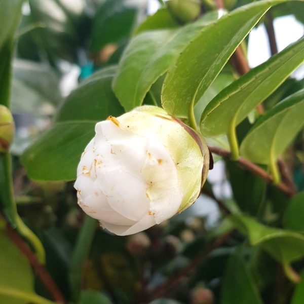 Camelia japonica pe picior Grecia