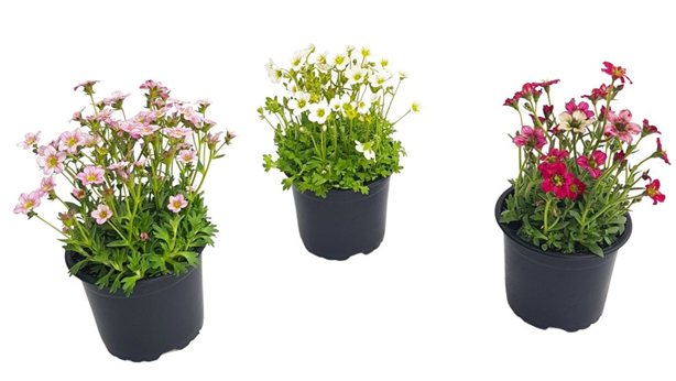 SAXIFRAGA – COVOR DE FRUMUSETE PENTRU GRADINA SI TERASA