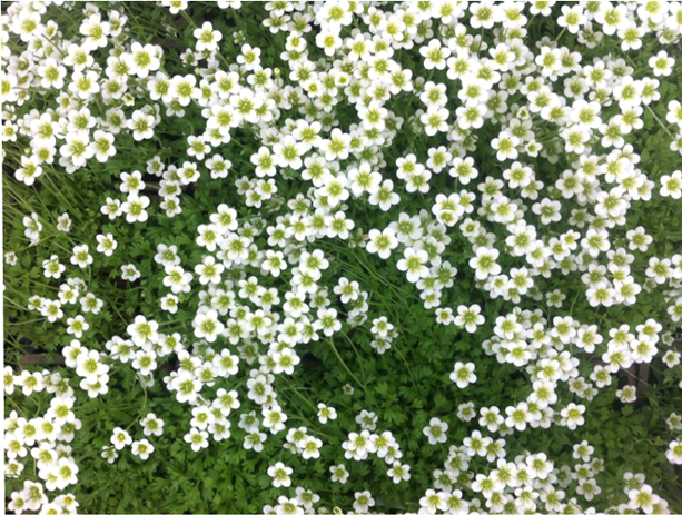 SAXIFRAGA – COVOR DE FRUMUSETE PENTRU GRADINA SI TERASA