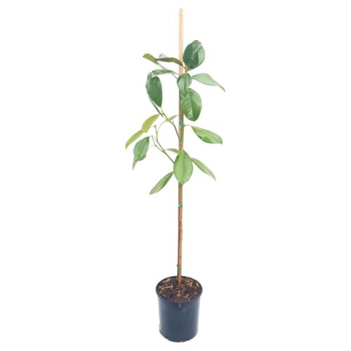 Magnolia Grandiflora Grecia 130 cm