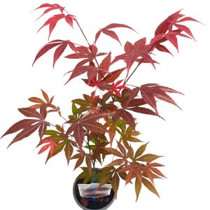 Acer palmatum - artar japonez D10