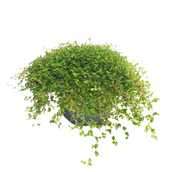 Soleirolia mica
