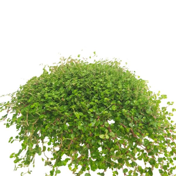 Soleirolia mica