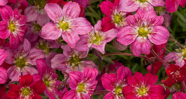 SAXIFRAGA – COVOR DE FRUMUSETE PENTRU GRADINA SI TERASA