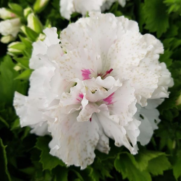 Muscata Grandiflora Pelargonium