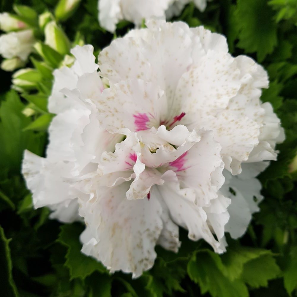 Muscata Grandiflora Pelargonium Muscata Grandiflora Pelargonium