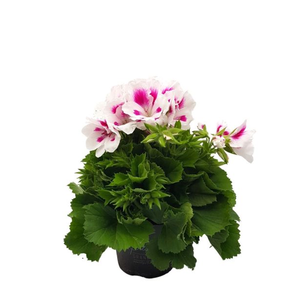 Muscata Grandiflora Pelargonium