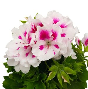 Muscata Grandiflora Pelargonium