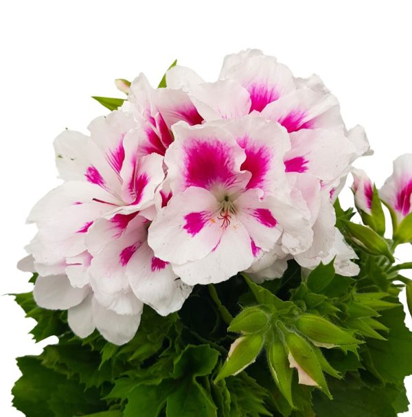 Muscata Grandiflora Pelargonium