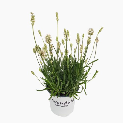 Lavanda -Angustifolia  White