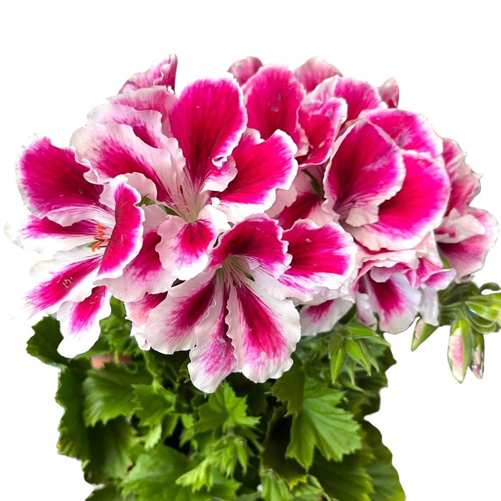 Muscata Grandiflora Pelargonium Muscata Grandiflora Pelargonium