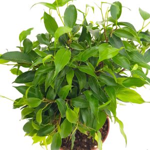 Ficus Benjamin Kinky cu iuta