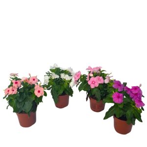 Catharanthus-Imptiens de soare