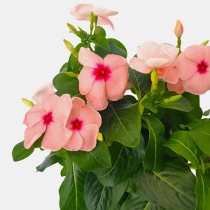 Catharanthus-Imptiens de soare