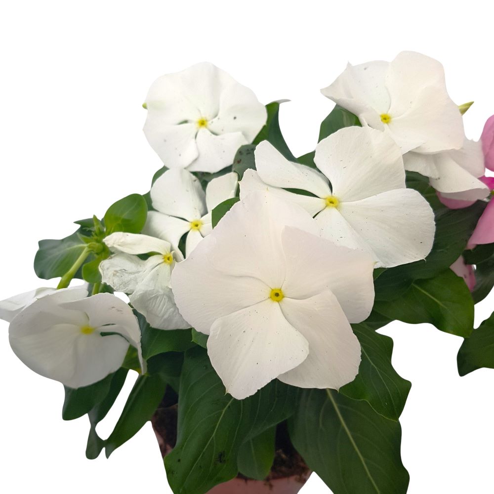 Catharanthus-Imptiens de soare Catharanthus-Imptiens de soare